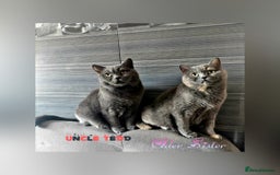 British Shorthair cats for sale: ♥️ Fun Loving British Shorthair Kittens♥️ - Image 23