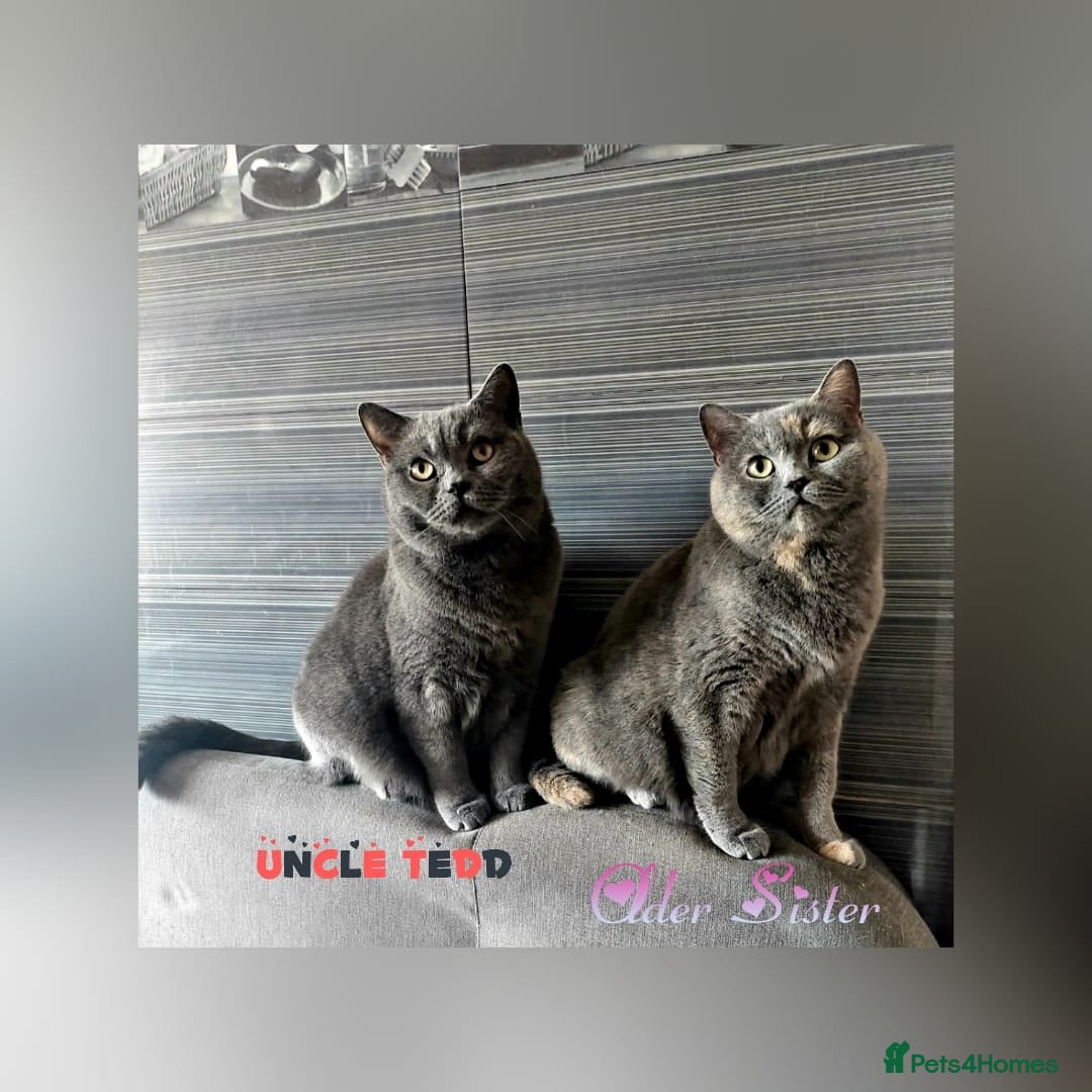 British Shorthair cats for sale: ♥️ Fun Loving British Shorthair Kittens♥️ - Image 23