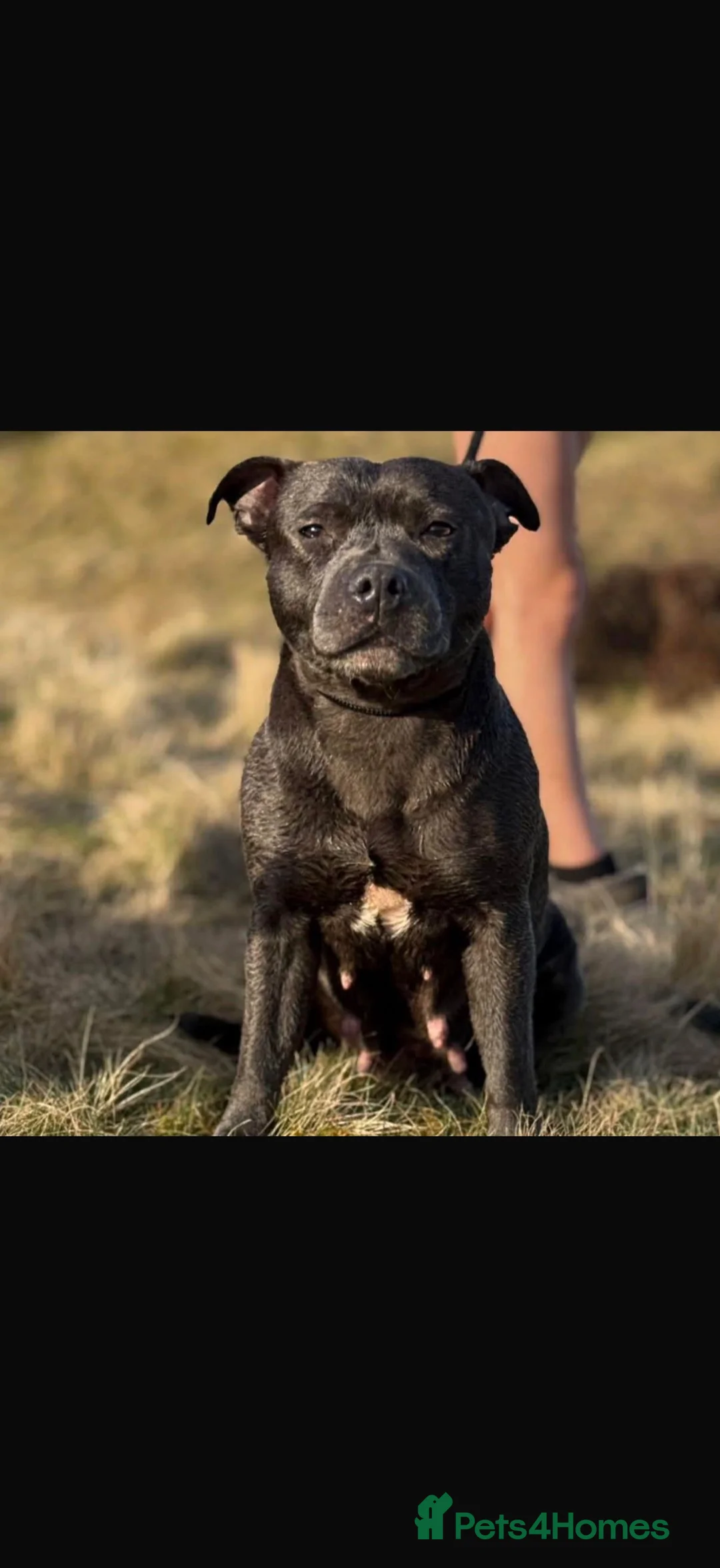 Staffordshire Bull Terrier dogs for sale: Blue KC registered Staffordshire bull terrier - Advert 5
