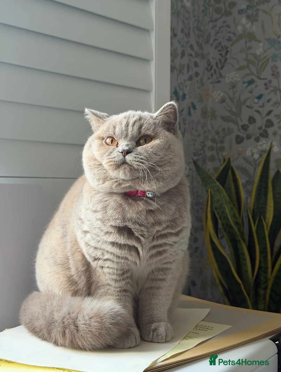 British Shorthair cats for sale: British Shorthair Lilac tortie female in Bishop's Stortford - Advert 1