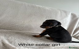 Dobermann dogs for sale: Beautiful European KC reg Doberman Puppies - Image 8