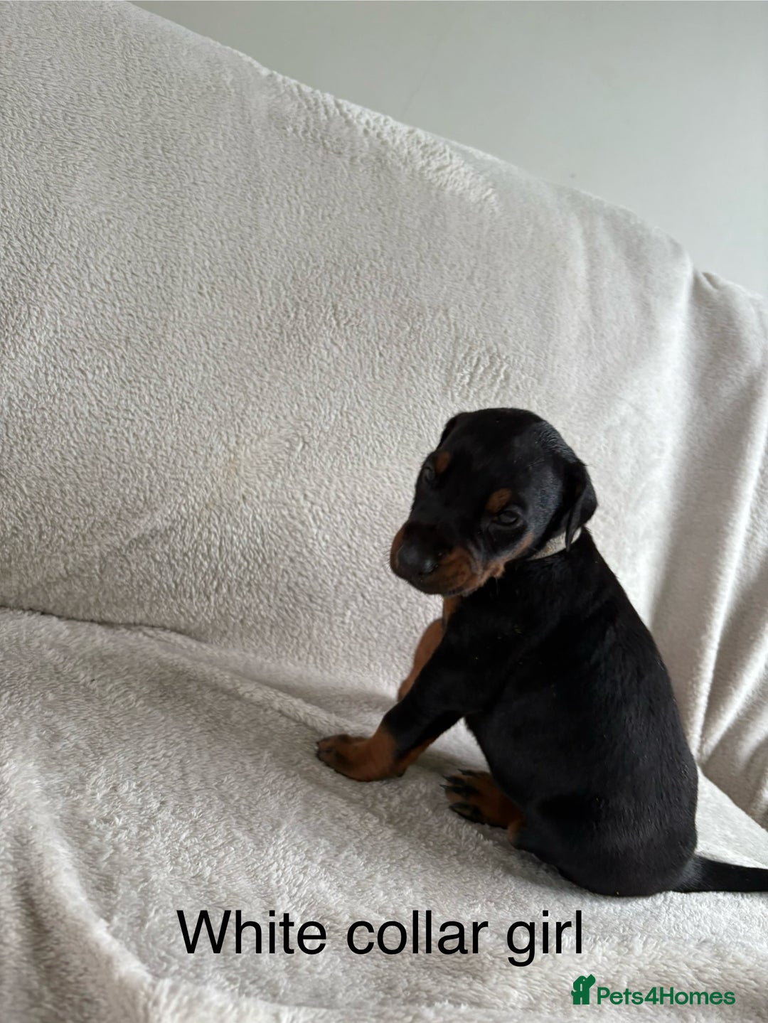 Dobermann dogs for sale: Beautiful European KC reg Doberman Puppies - Image 8