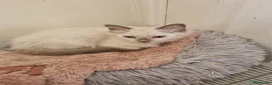 Ragdoll 4