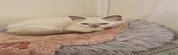 Ragdoll cats for sale: Beautiful loving ragdoll kittens - Advert 7