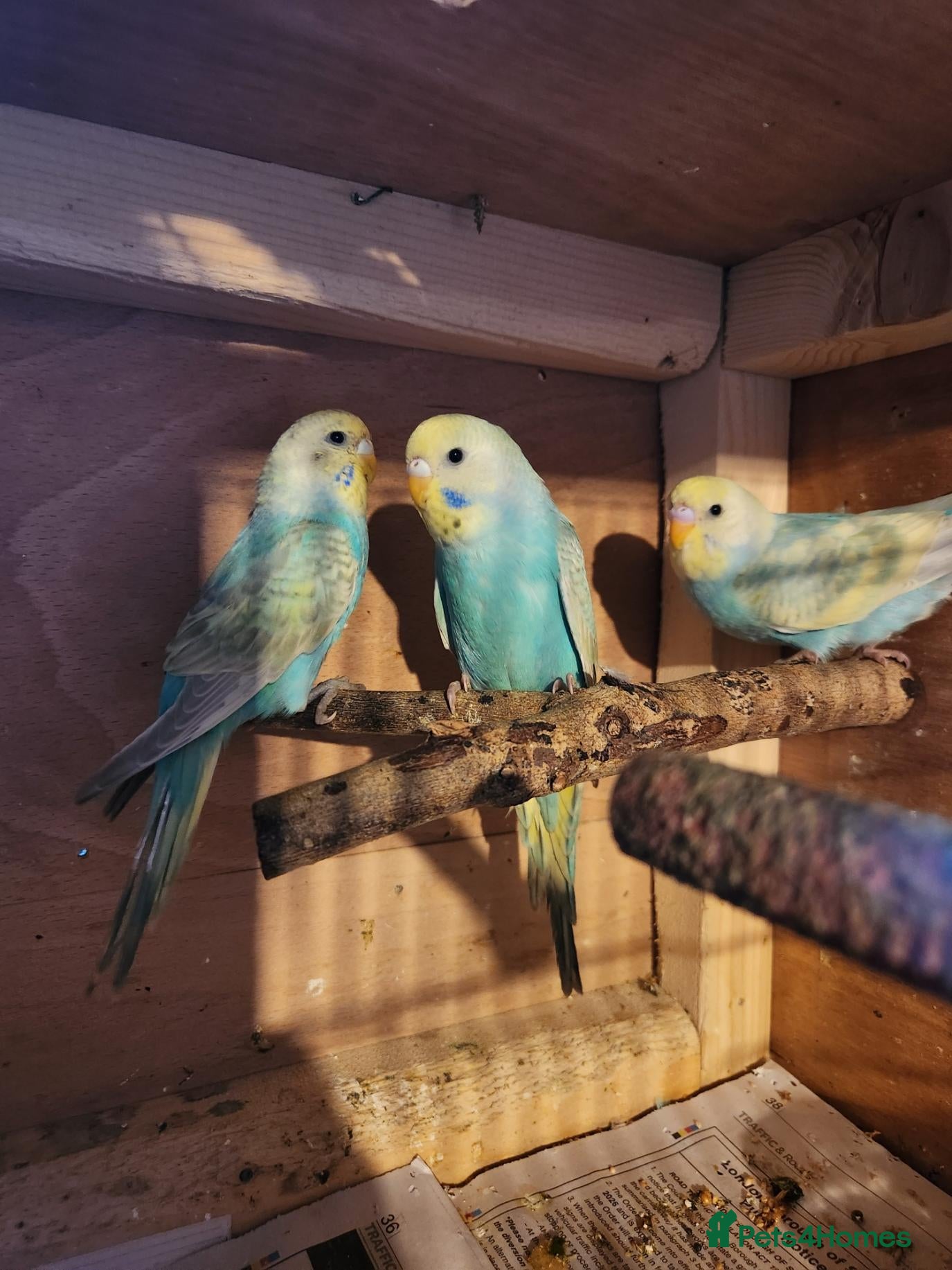 Budgerigars birds Beautiful Baby Budgies for sale. - Advert 11