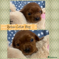 Cavalier King Charles Spaniel dogs 🧡Beautiful litter of Ruby Cavaliers🧡 - Advert 1