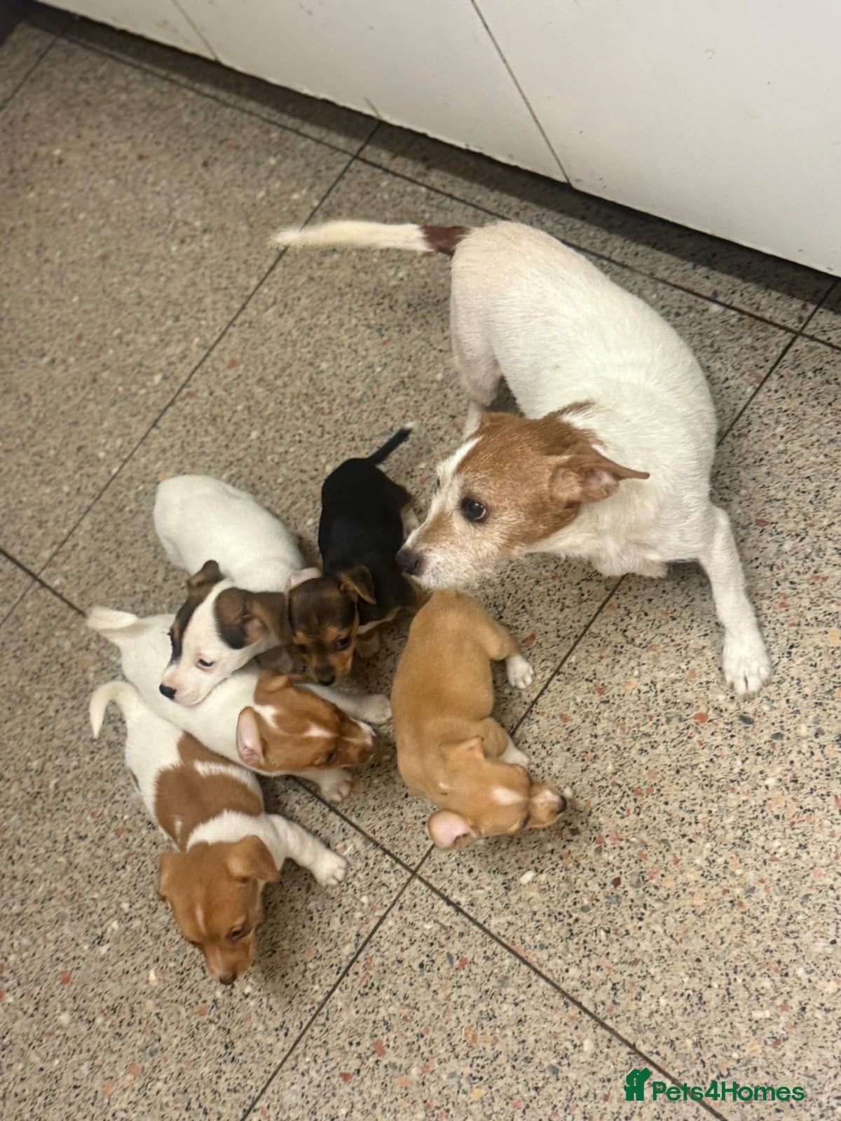 Jack Russell dogs Beautiful mixed litter of Jackrussel puppies  - Advert 1