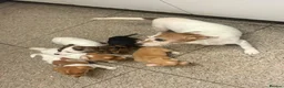 Jack Russell dogs for sale: Beautiful mixed litter of Jackrussel puppies  - Advert 1