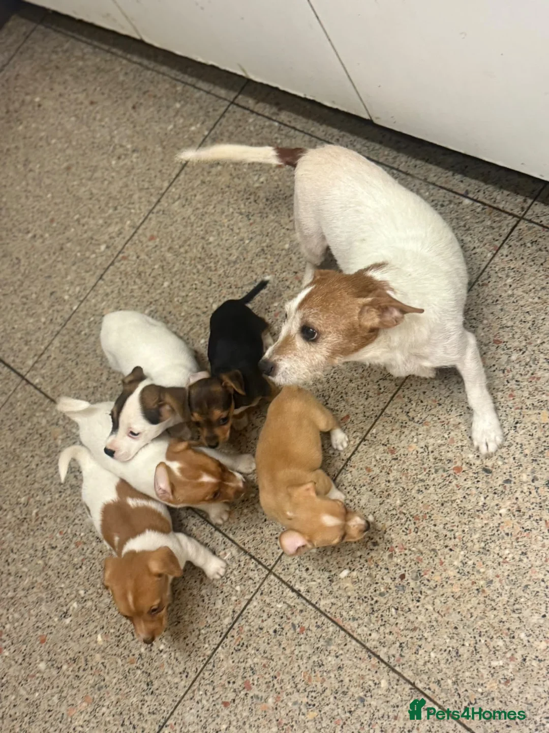 Jack Russell dogs for sale: Beautiful mixed litter of Jackrussel puppies  - Advert 1