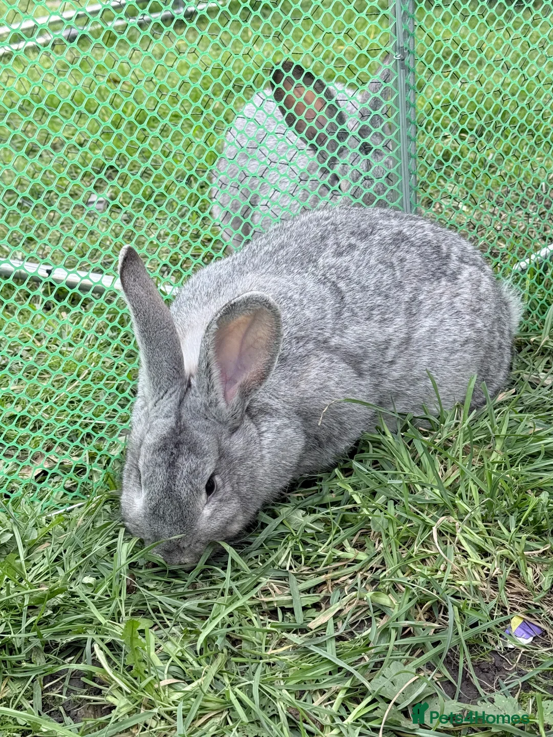 Mixed Breed rabbits for sale: Brother and Sister  - Advert 2