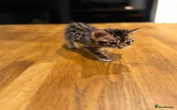 Bengal cats for sale: Beautiful bengal kittens - Image 4