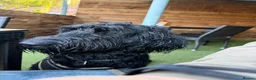 Mixed Breed dogs for sale: Giant schnoodle  - Advert 4