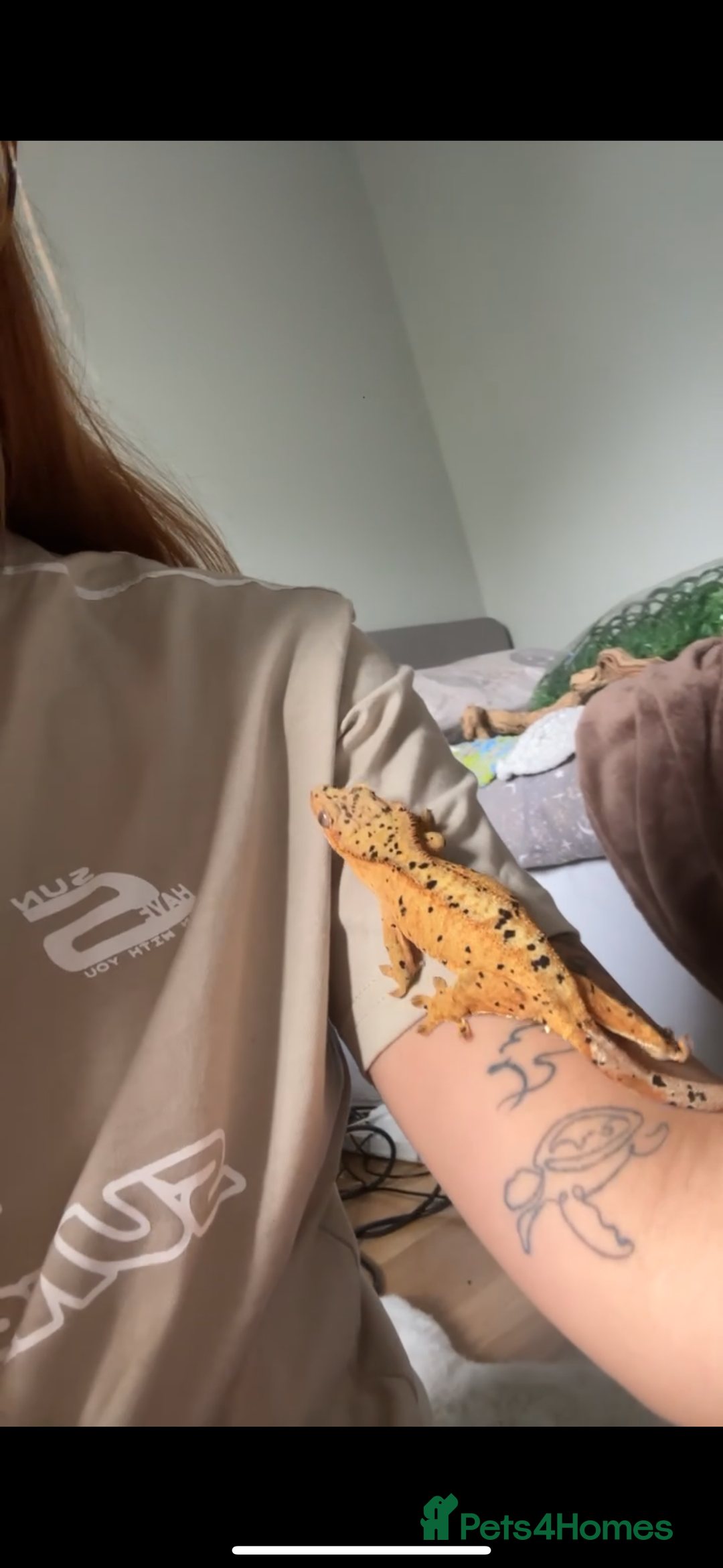 Gecko reptiles for sale: Dalmatian crested gecko - Image 3