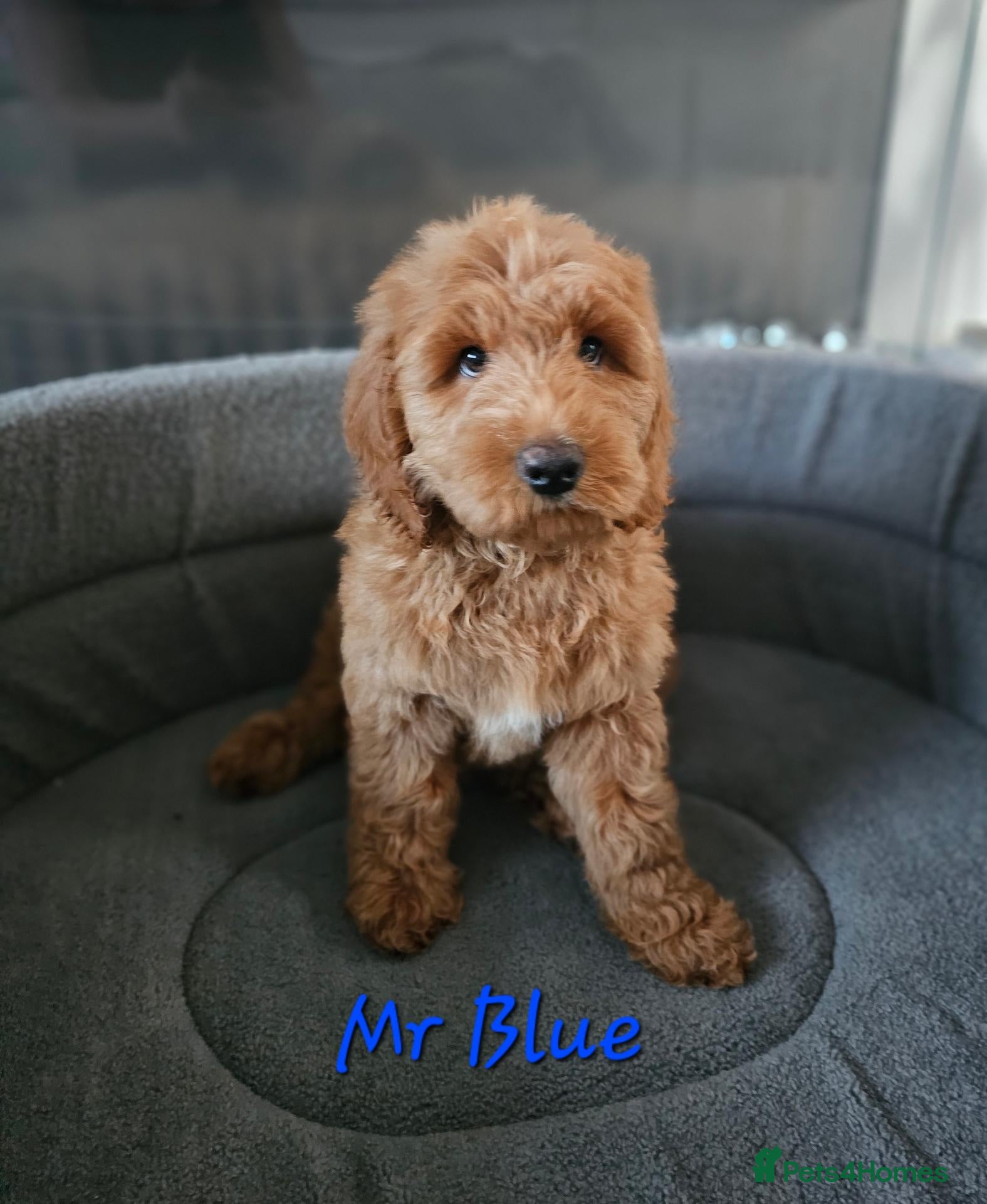 Mini Goldendoodle dogs Goldendoodle F1b Ready Now - Advert 1
