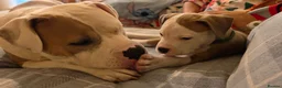 American Bulldog dogs for sale: American Bulldog Puppies - Advert 26