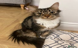 Mixed Breed cats for sale: Beautiful European tabby female cat - Image 6