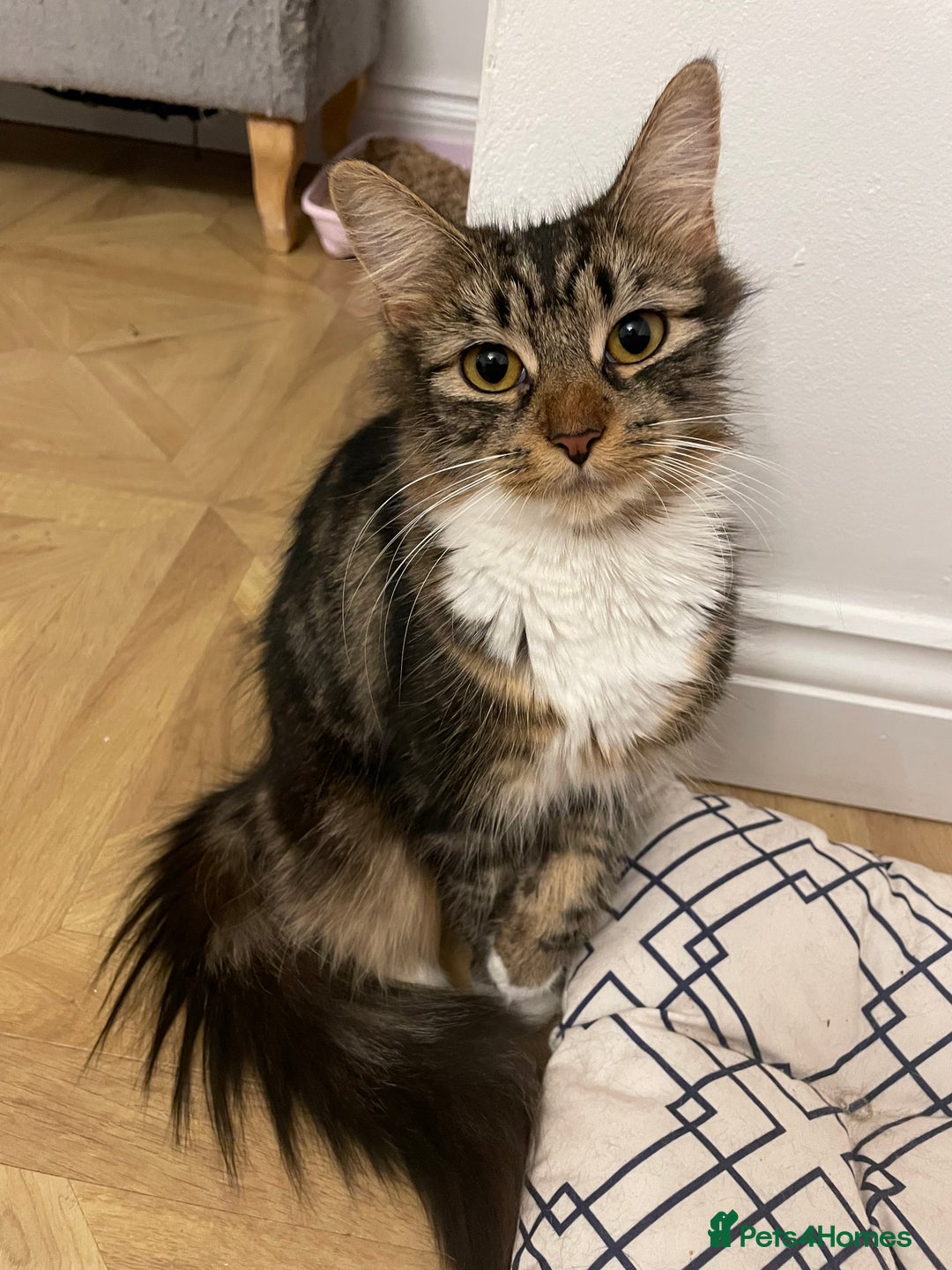 Mixed Breed cats for sale: Beautiful European tabby female cat - Image 6