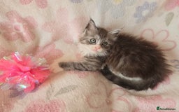 Maine Coon cats for sale: Gccf Maine Coon kittens  shaded lines - Image 26