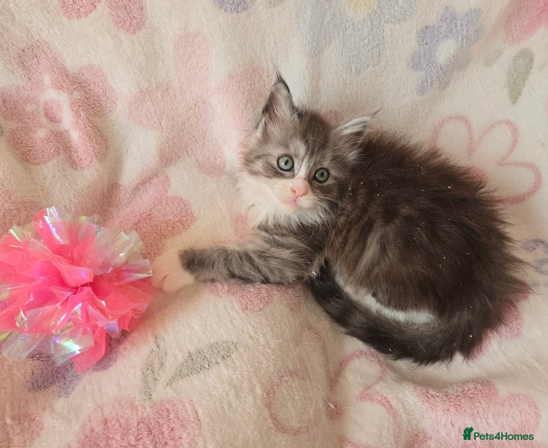 Maine Coon cats for sale: Gccf Maine Coon kittens  shaded lines - Image 26