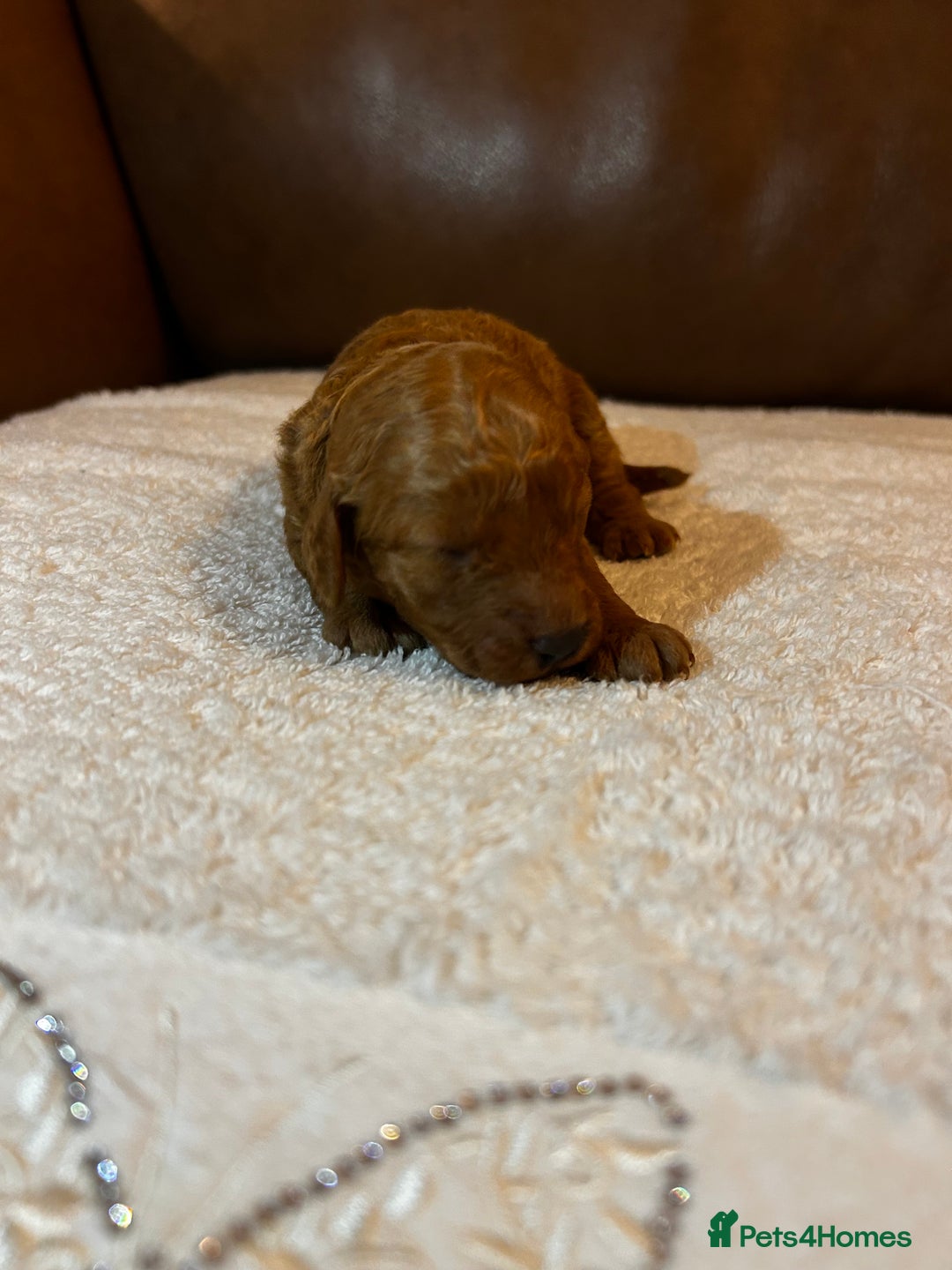 Cockapoo dogs for sale: Toy Cockapoo’s  - Advert 14