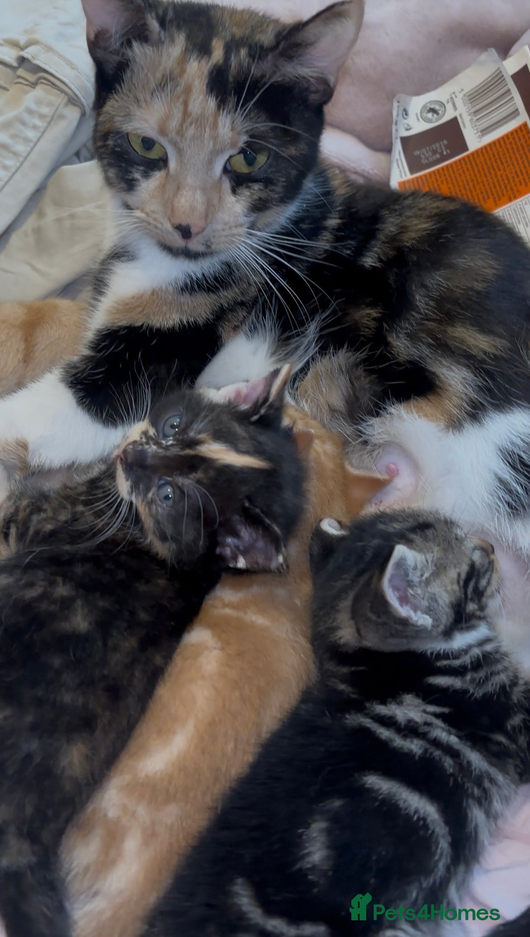 British Shorthair cats for sale: BEAUTIFUL KITTENS FOR SALE 🩷💙 - Advert 8