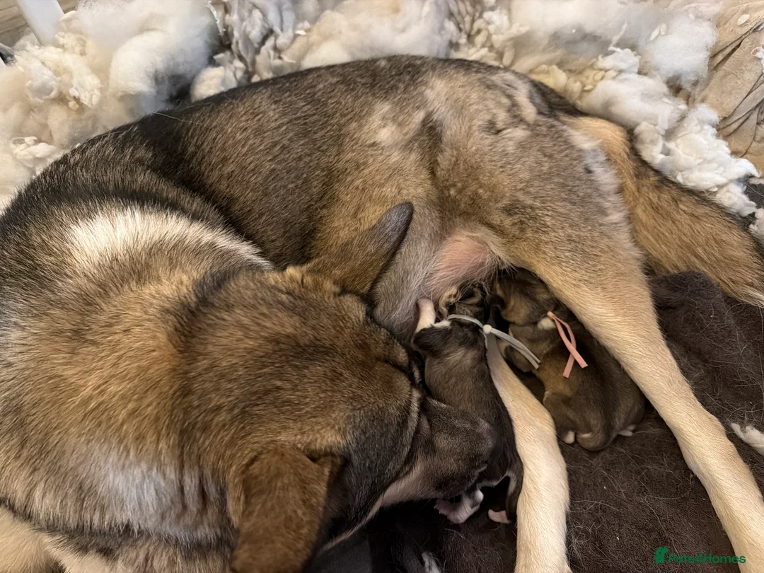 Siberian Husky dogs for sale: Gorgeous husky puppies - Advert 3