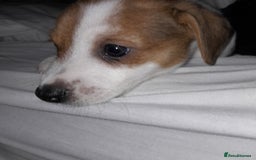 Jack Russell dogs for sale: Male jack russells  - Image 3
