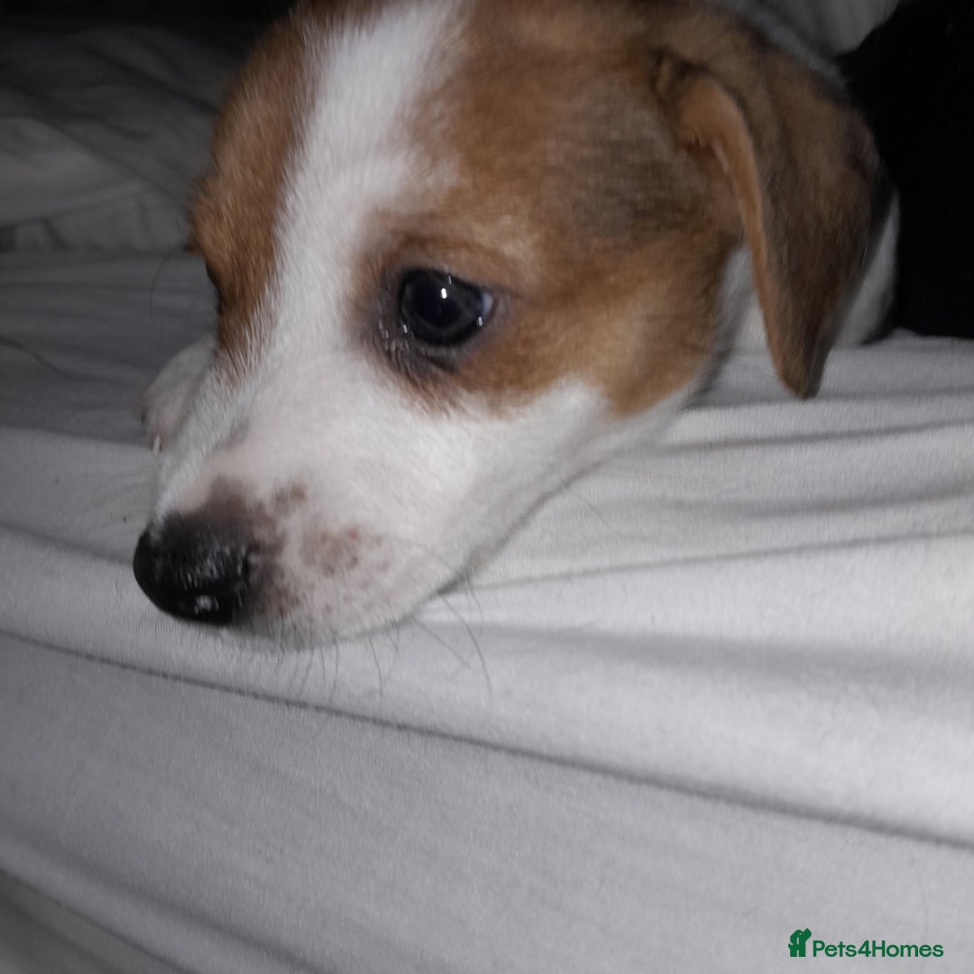 Jack Russell dogs for sale: Male jack russells  - Image 3