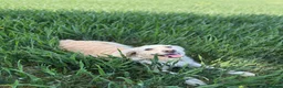 Golden Retriever dogs for sale: Golden Retriever Puppies — Ready from 3rd August - Advert 1