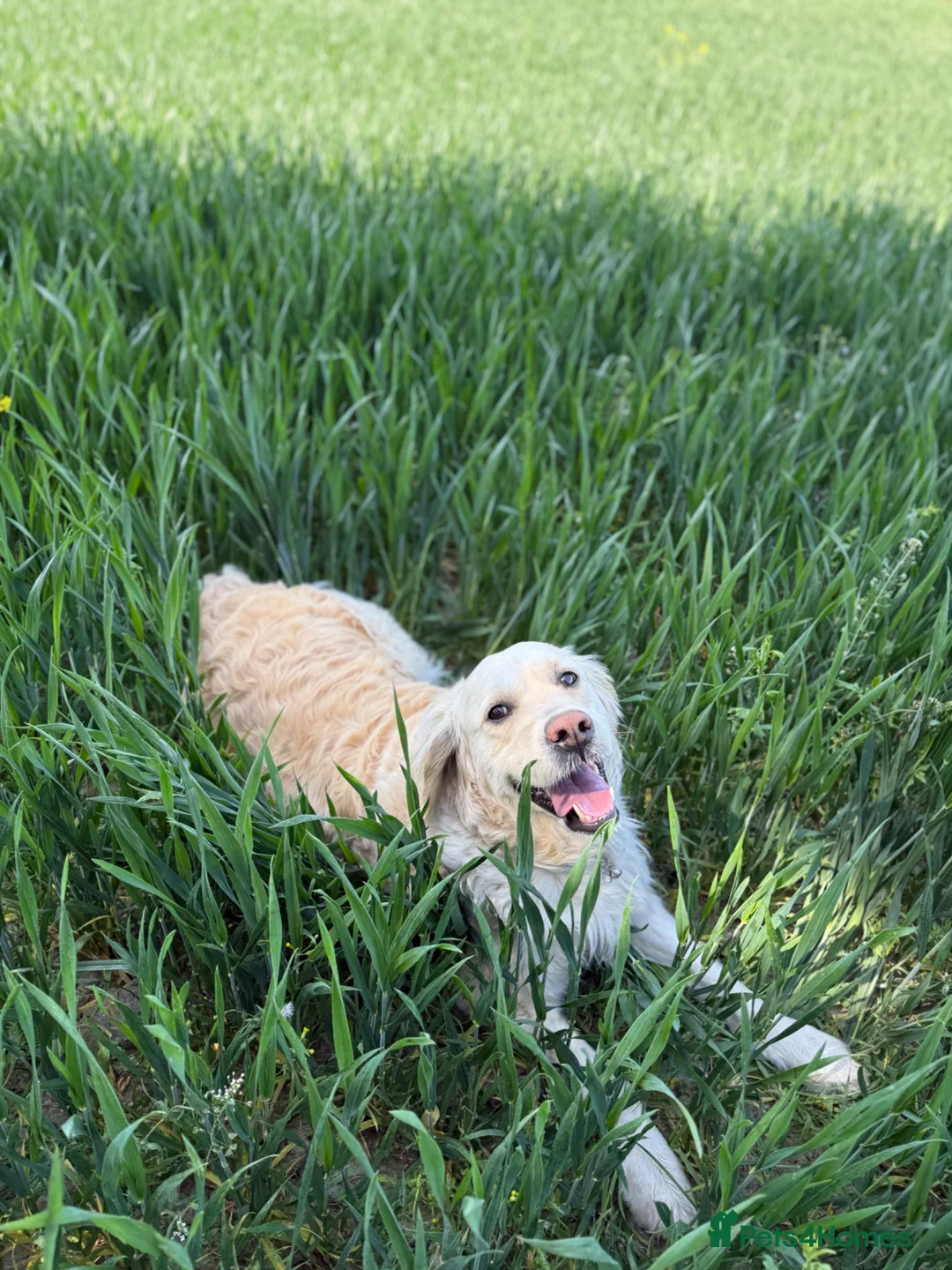 Golden Retriever dogs for sale: Golden Retriever Puppies — Ready from 3rd August - Advert 1