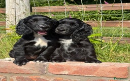 Cocker Spaniel dogs for sale: FULLY VACCINATED Black FEMALE cocker spaniel in Mold - Image 11