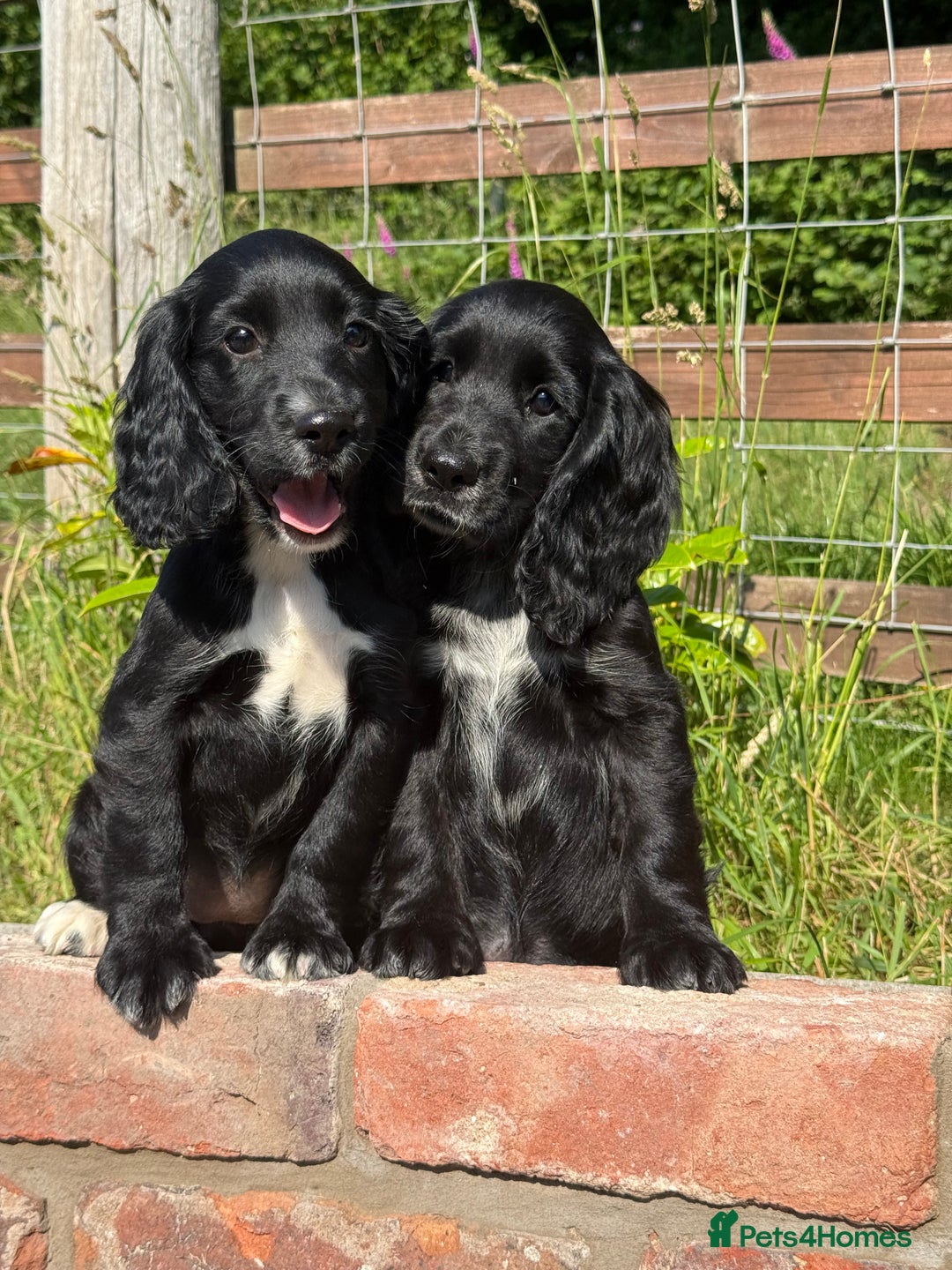 Cocker Spaniel dogs for sale: FULLY VACCINATED Black FEMALE cocker spaniel in Mold - Image 11