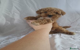 Maltipoo dogs for sale: Maltipoo puppies 5 🌟 licence breeder   - Image 2