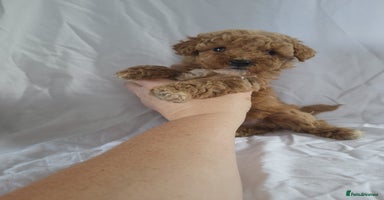 Maltipoo dogs - Advert 7
