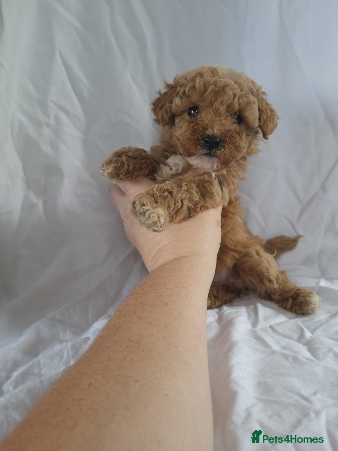 Maltipoo dogs for sale: Maltipoo puppies 5 🌟 licence breeder   - Image 2