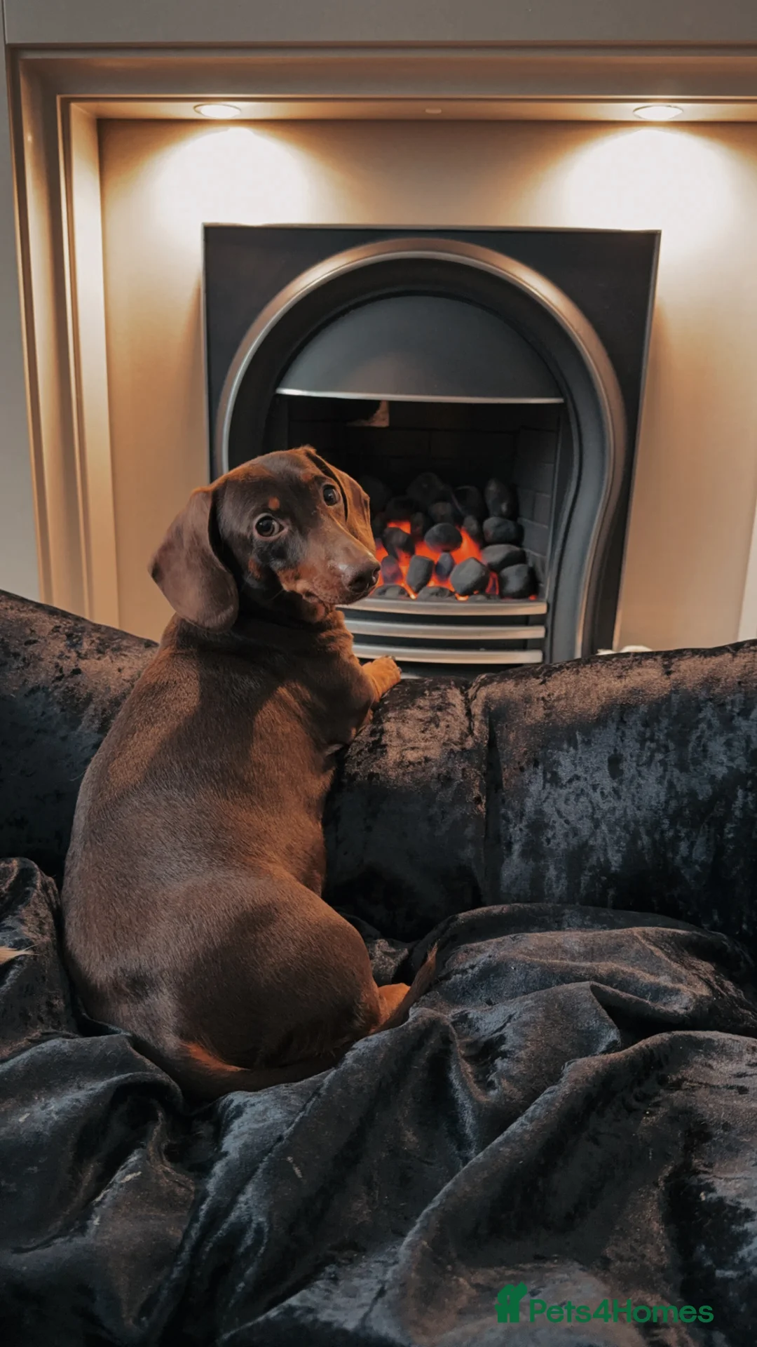 Miniature Dachshund dogs for sale: Beautiful miniature dachshund girls ready 22/3 - Advert 2