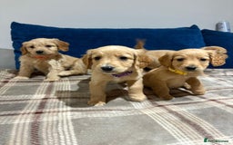 Goldendoodle dogs for sale: Adorable Golden Cocker Doodles  - Image 4