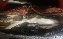 Mixed Breed cats for sale: One kitten  - Image 5