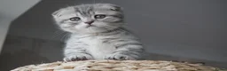 Munchkin cats for sale: Beautiful munchkin kittens - Advert 11