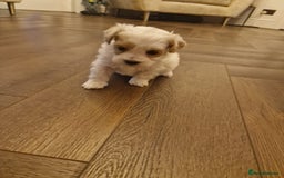 Maltipoo dogs for sale: Minnies maltipoos  - Image 22