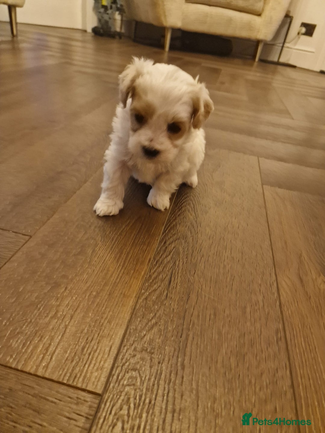 Maltipoo dogs for sale: Minnies maltipoos  - Image 22