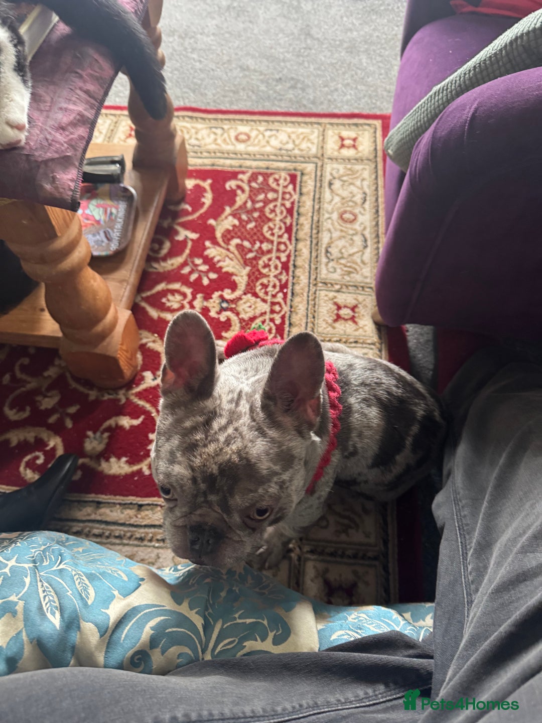 French Bulldog dogs for sale: Best French bulldog  - Image 1