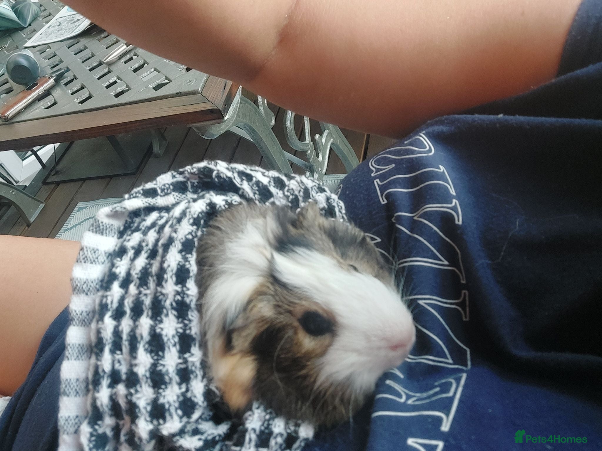 Guinea Pig rodents Male guinea pigs  - Advert 1