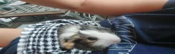 Guinea Pig rodents for sale: Male guinea pigs  in Pontypool - Advert 1