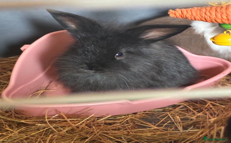 English rabbits - Advert 3