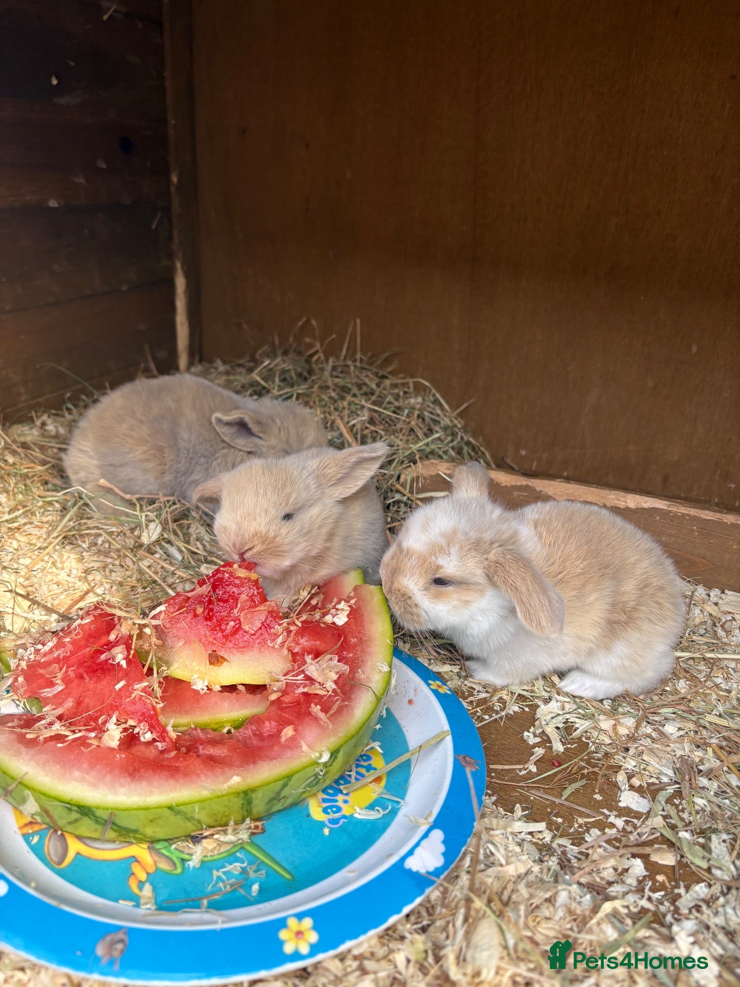 French Lop rabbits Beautiful French lop rabbits  - Advert 2