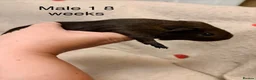 Guinea Pig rodents for sale: Agouti baby guinea pigs 5 males 1 female  - Advert 5