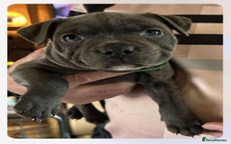 Staffordshire Bull Terrier dogs for sale: Blue Staffordshire Bull Terrier puppies - Image 7