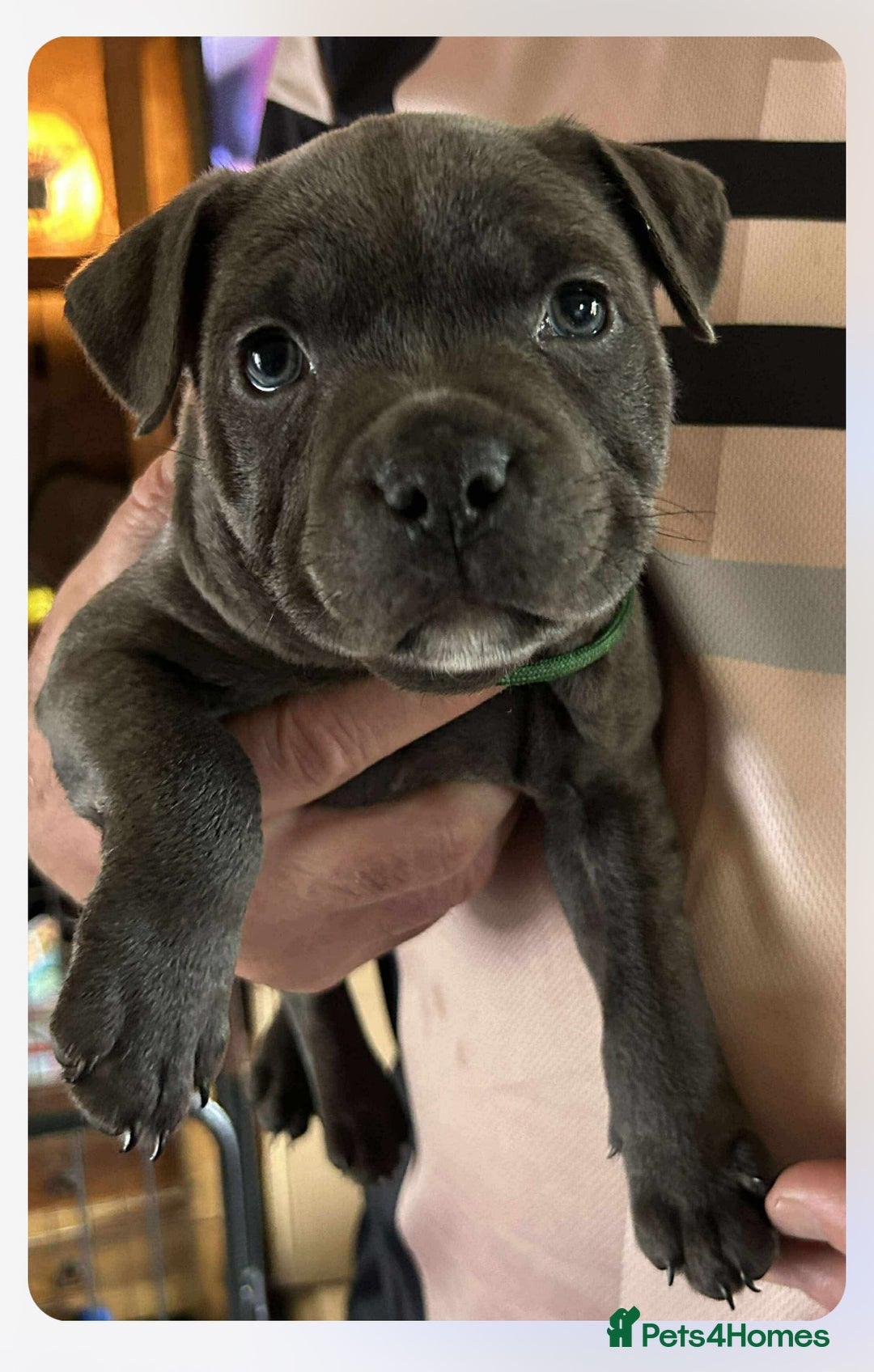 Staffordshire Bull Terrier dogs for sale: Blue Staffordshire Bull Terrier puppies - Image 7