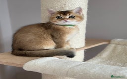 British Shorthair cats for sale: ‼️LAST KITTEN LEFT ‼️BSH Golden kittens  - Image 25